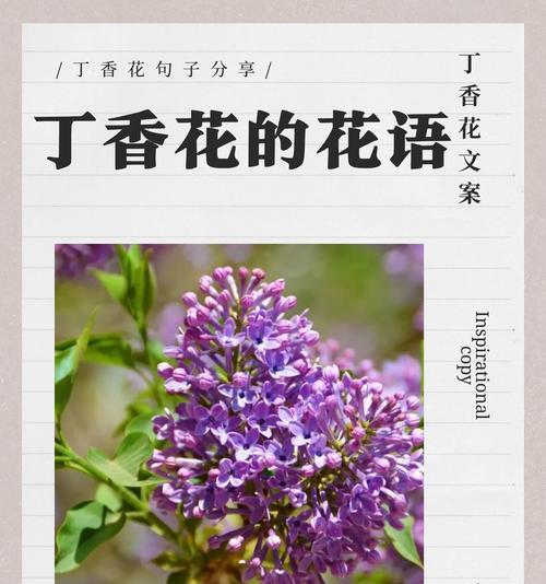 有哪些种类的象征花？它们各自代表什么意义？