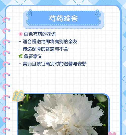 有哪些种类的象征花？它们各自代表什么意义？