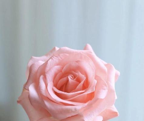 花语嫣代表了什么？有哪些特别含义？