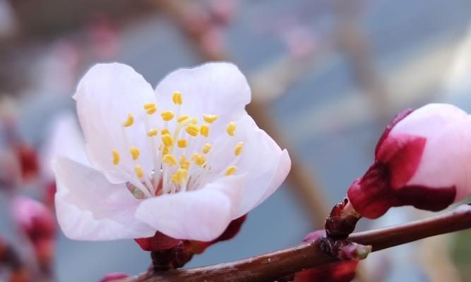 花语嫣代表了什么？有哪些特别含义？