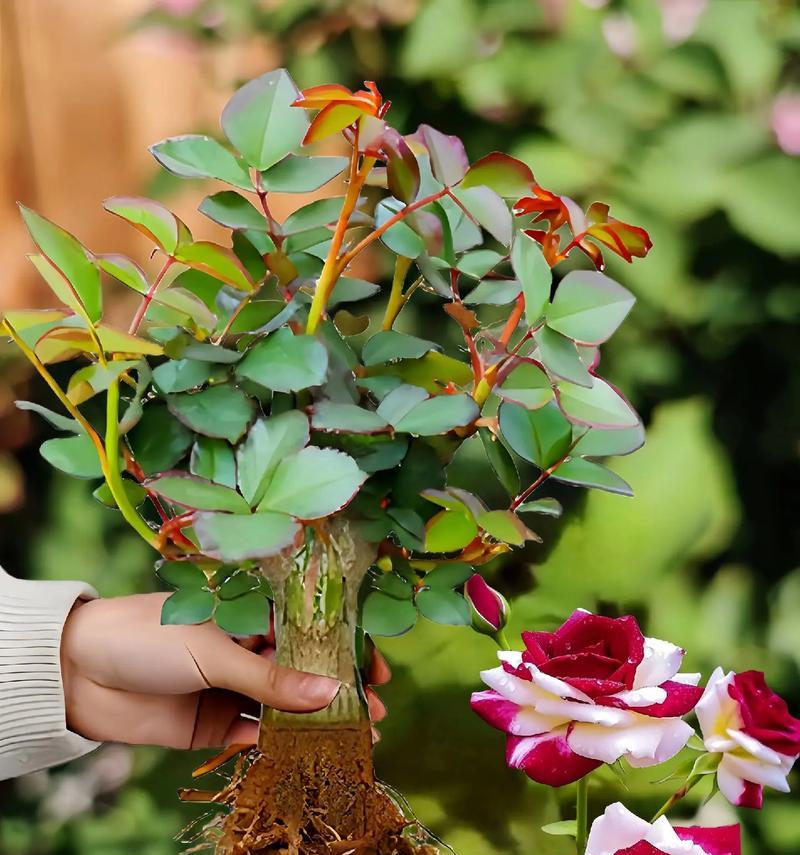 如何理解花的命名？