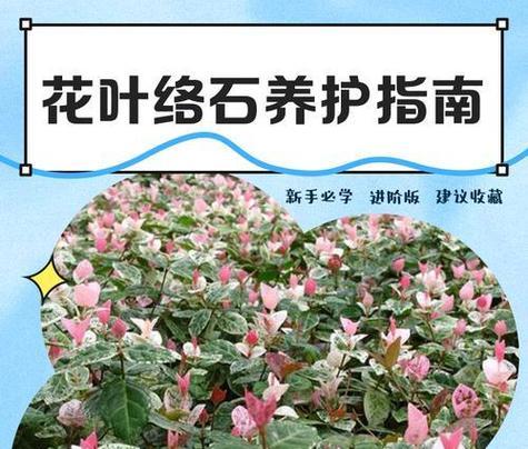 常见花的花语有哪些？如何了解花的花语？