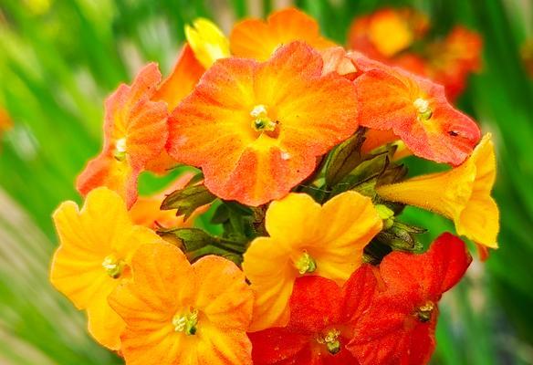 哪些花朵象征着阎王？它们的含义是什么？