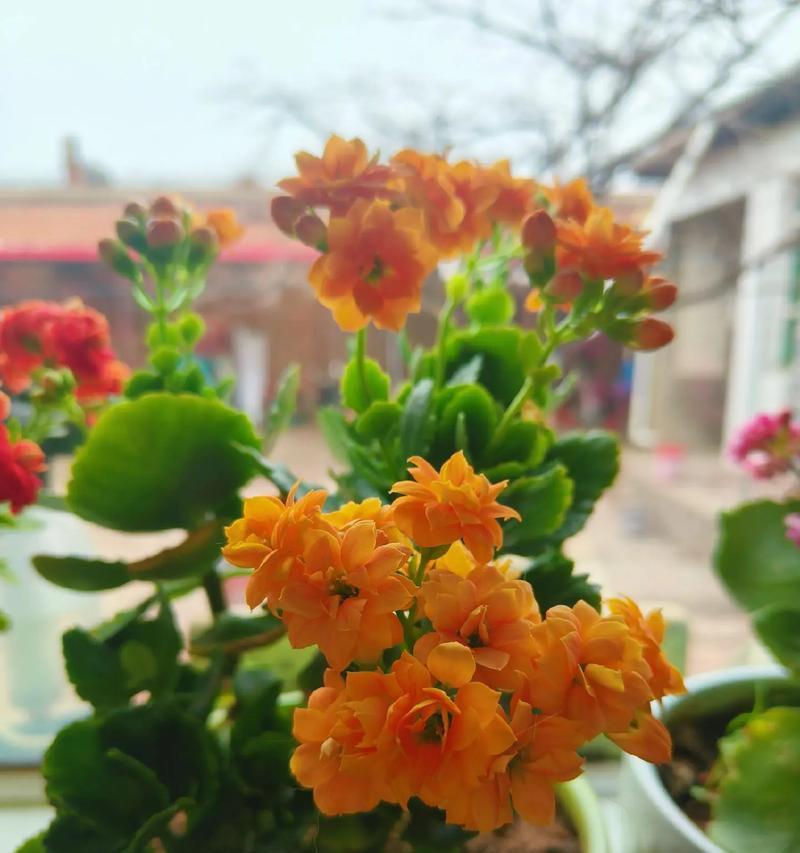 幸福鸟花的寓意和代表意义是什么？