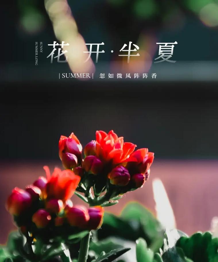 花语如何与健康相关？