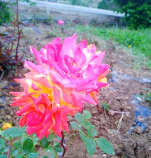 8朵花的含义是什么？8朵花象征着什么？