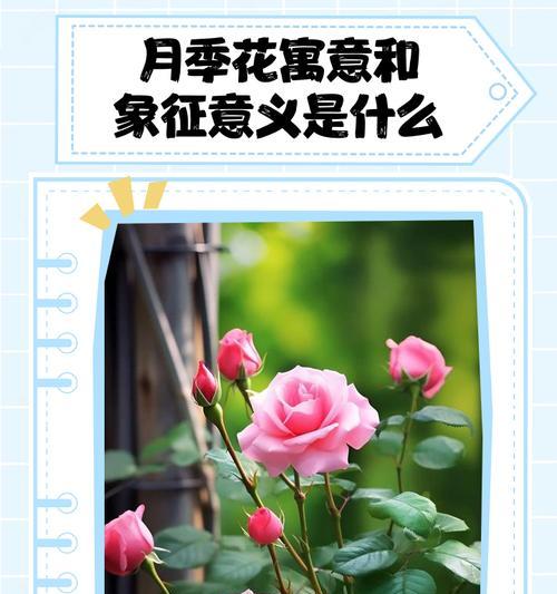 8朵花的含义是什么？8朵花象征着什么？
