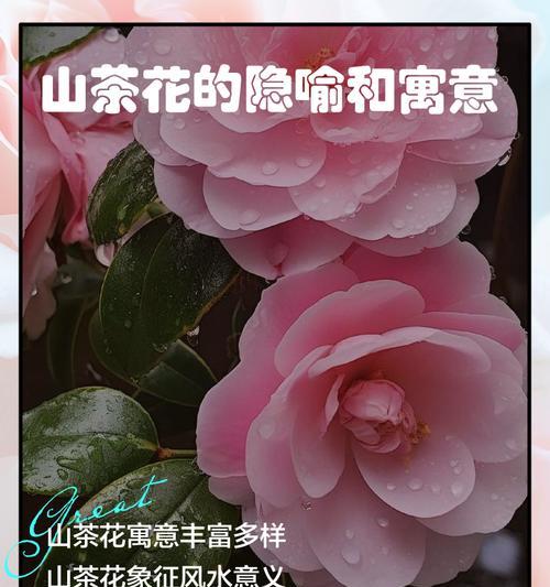 哪些花寓意着依依不舍的思念？如何用花表达深情？
