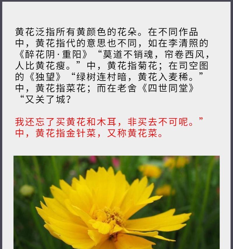 各种花的代表含义有哪些？