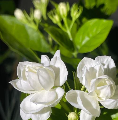 象征茉莉花的词语有哪些？茉莉花的花语是什么？