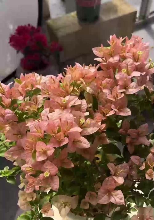 双生花的寓意和象征是什么？它们代表了什么？