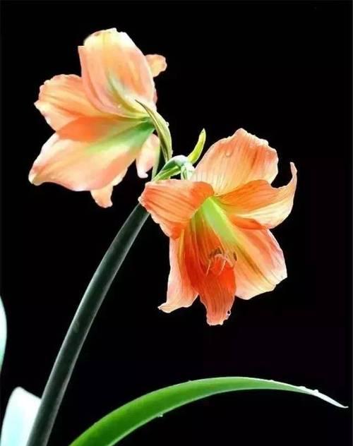 双生花的寓意和象征是什么？它们代表了什么？