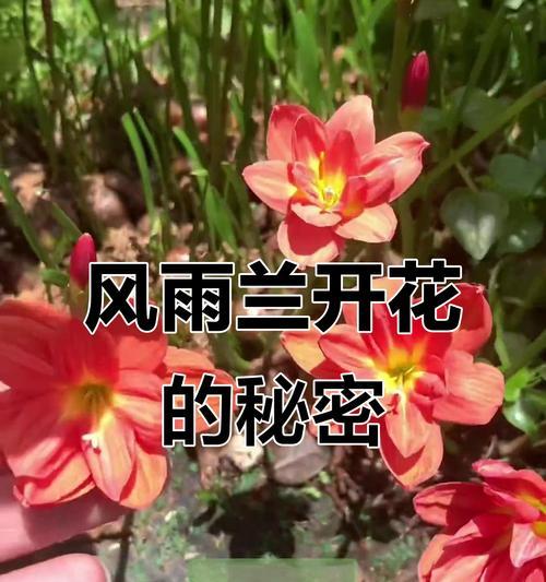 青少年寓意的花有哪些？适合年轻人的花卉有哪些含义？