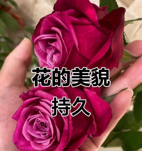 青少年寓意的花有哪些？适合年轻人的花卉有哪些含义？