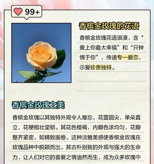 香槟玫瑰花语有何不同？代表了什么情感？