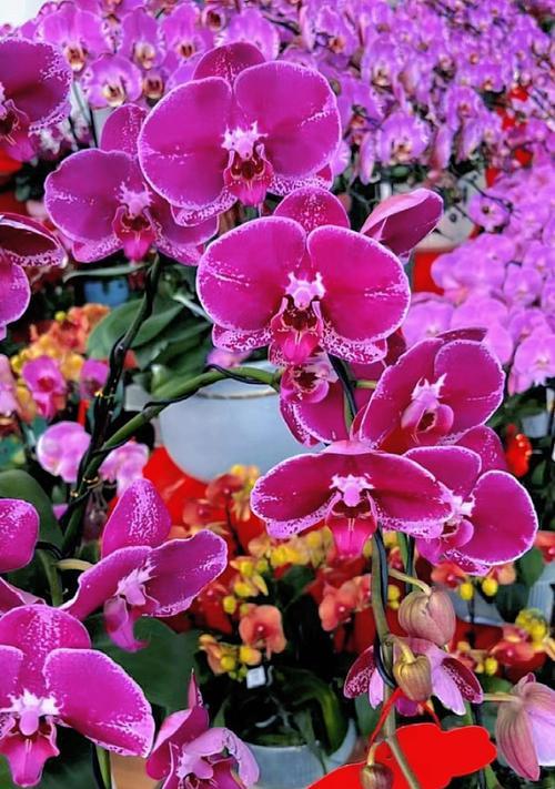 蝴蝶兰的优雅花语是什么？蝴蝶兰象征着什么？
