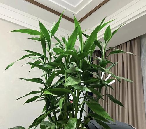 绿色花的象征意义是什么？