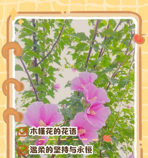 动漫中的花象征意义是什么？