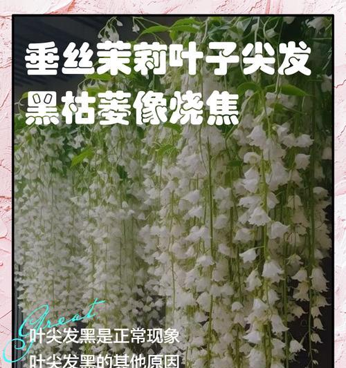 枯萎茉莉花的寓意是什么？
