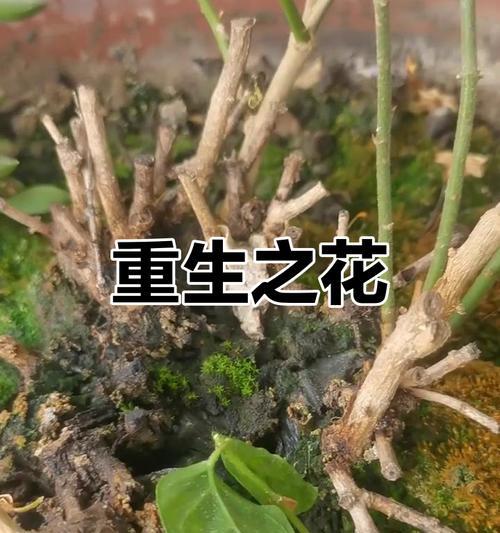 枯萎茉莉花的寓意是什么？