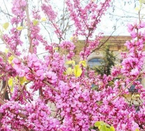如何理解逢花似锦这一成语？逢花似锦的含义是什么？