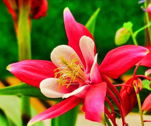 古代美丽的花象征是什么？哪些花在古代象征美丽？