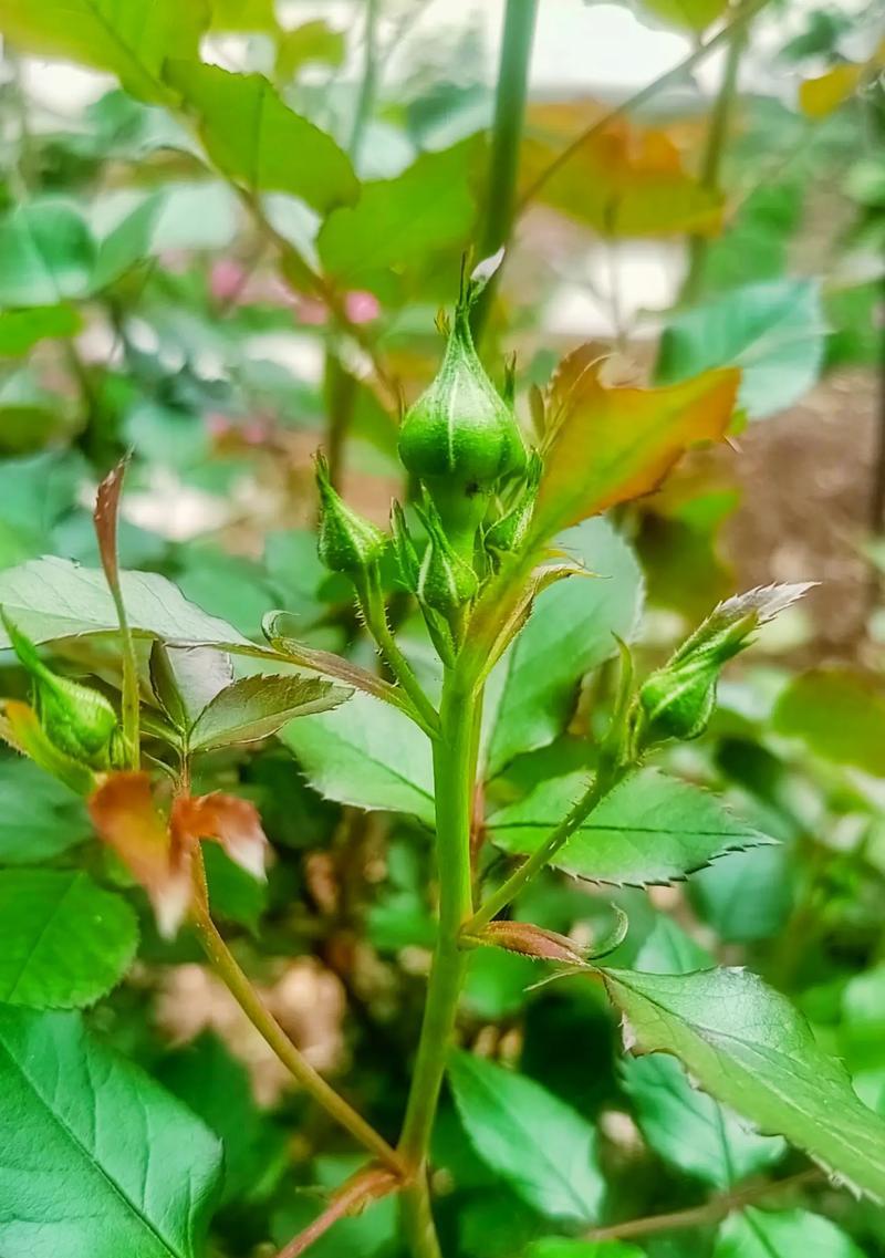 象征孤独的植物花有哪些？这些花代表了什么？