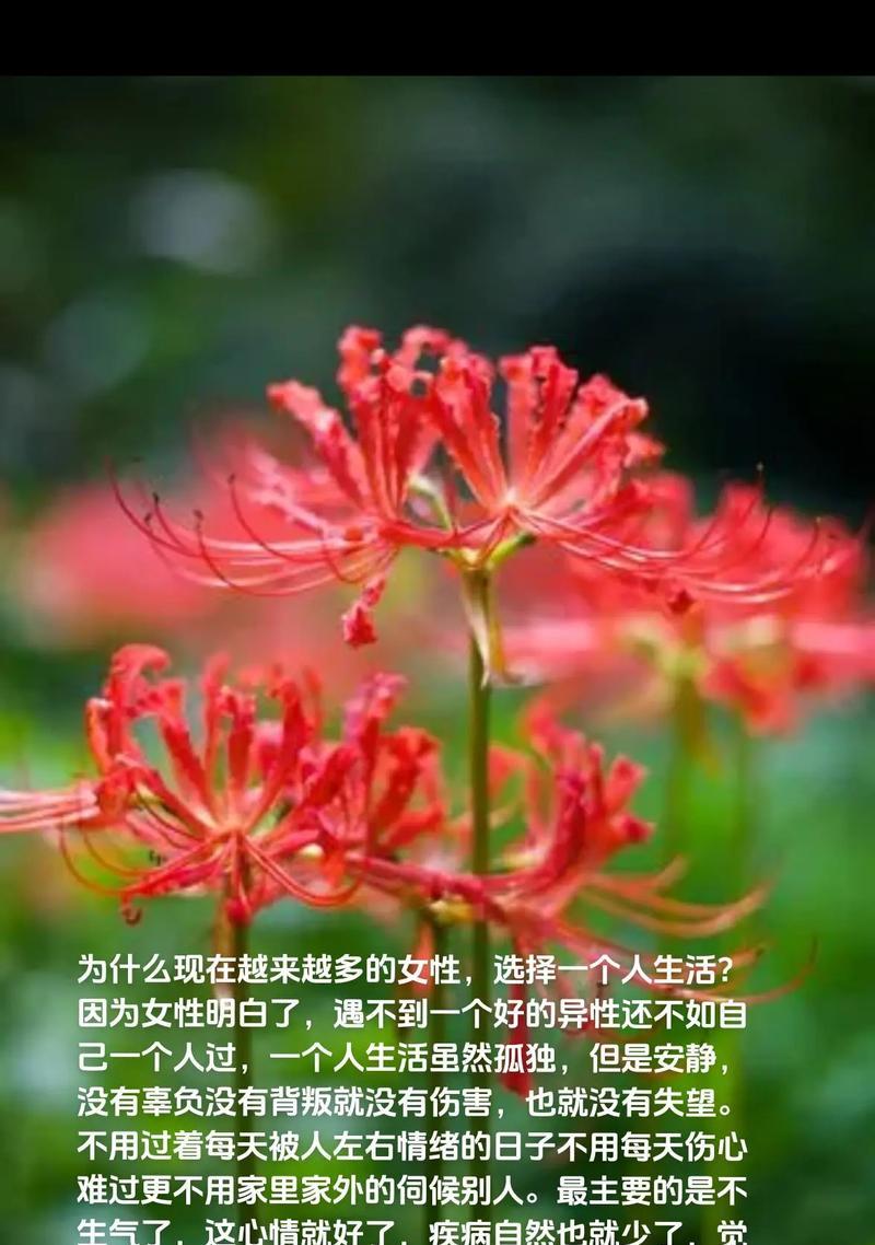 象征孤独的植物花有哪些？这些花代表了什么？