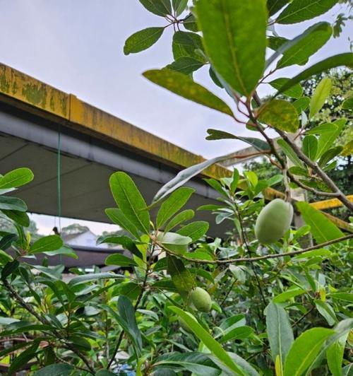 高中生活象征的花有哪些？它们的含义是什么？