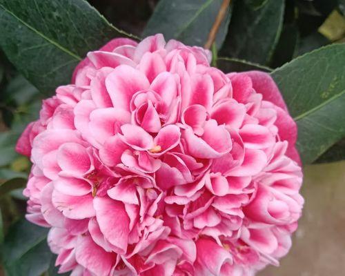 西方中哪些花象征天使？哪种花被视为天使的象征？