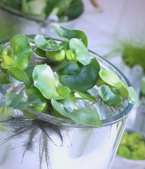 水生植物特殊花语含义是什么？