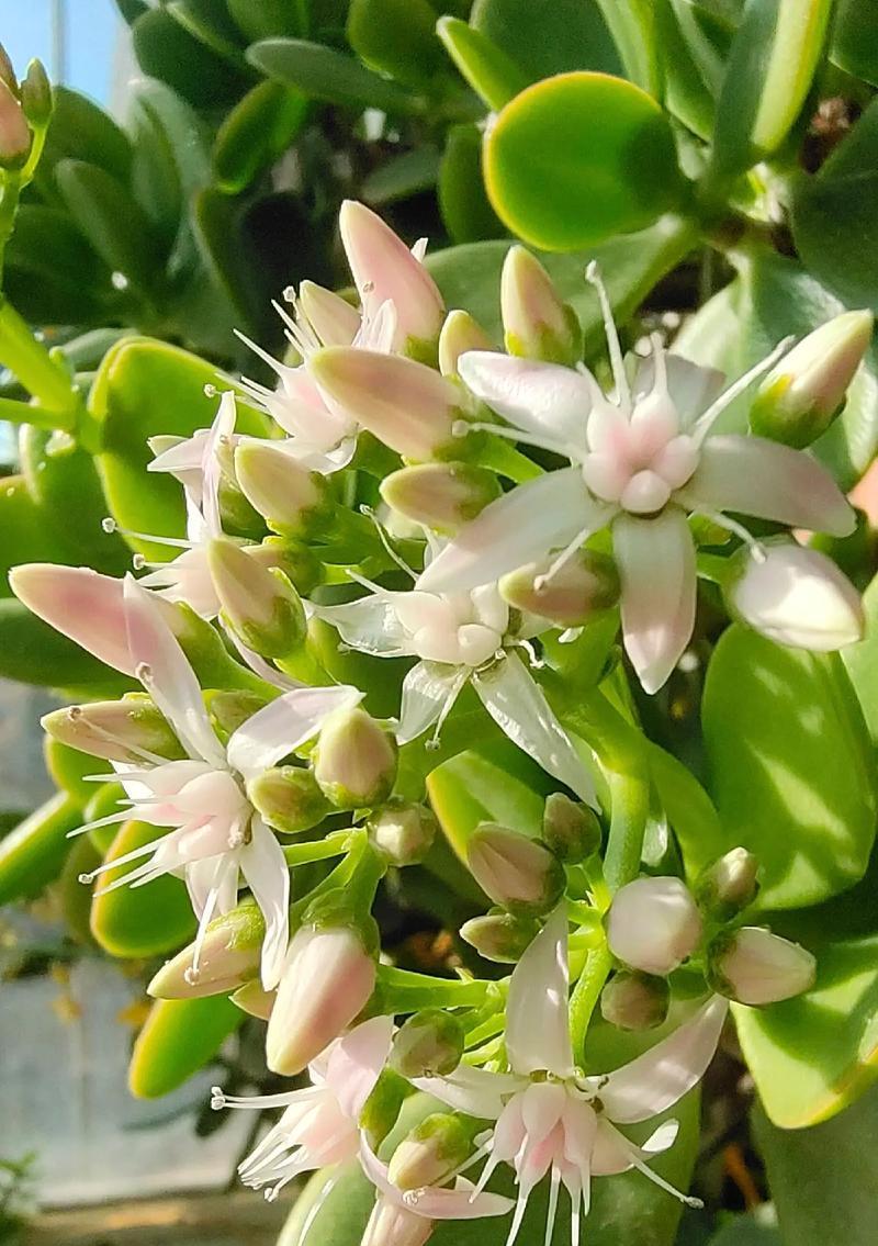 小香风花卉的花语是什么？寓意有哪些？