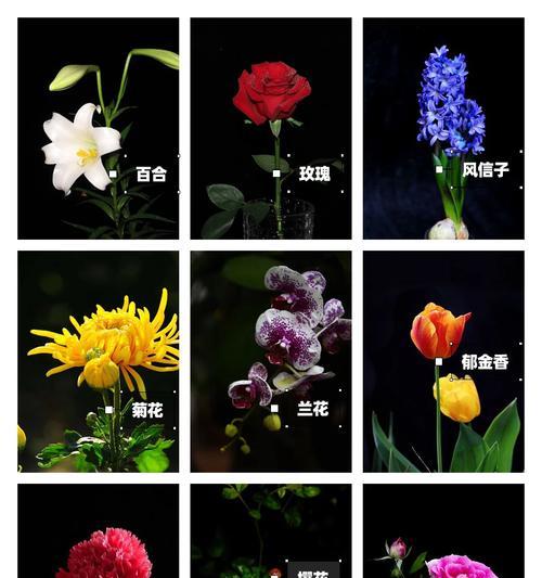 日轮花耳饰有何特殊含义？它们代表了哪些意义？