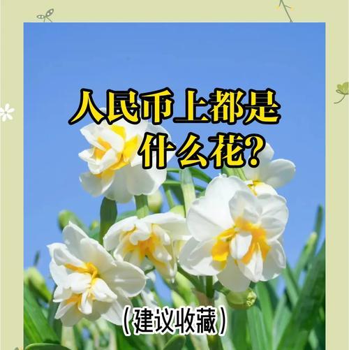 有袋子的花象征着什么？袋状花卉在花卉语言中的寓意是什么？