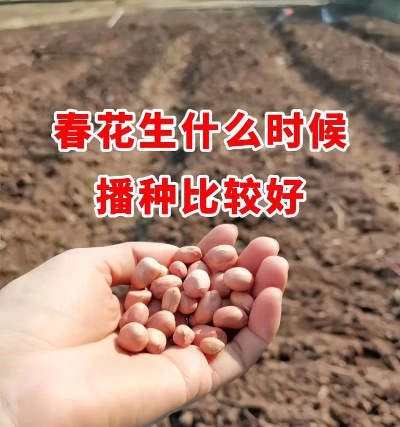 花生的寓意是什么？花生象征着什么？