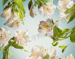 绿白色花卉代表什么？绿白色花的含义是什么？