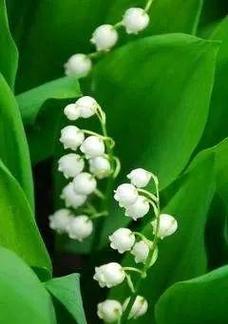 绿白色花卉代表什么？绿白色花的含义是什么？