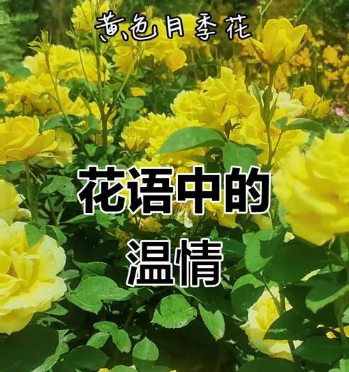 花又落传递了哪些情感？它代表了什么信息？