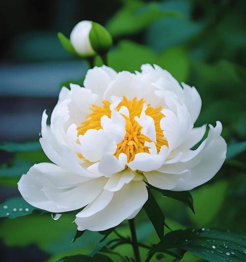富贵花的寓意和花语是什么？