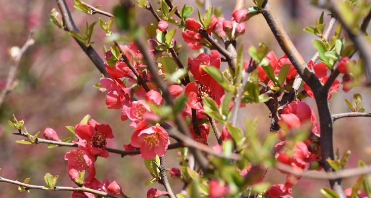 暮春时节平安花是什么？平安花在春季的特殊含义是什么？