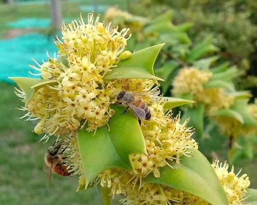 暮春时节平安花是什么？平安花在春季的特殊含义是什么？