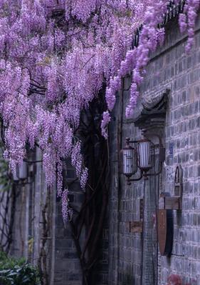 暮春时节平安花是什么？平安花在春季的特殊含义是什么？