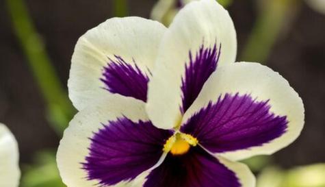 代表思念的花是什么？想你的花语具体含义是什么？