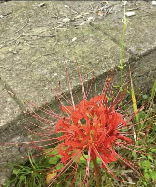 代表思念的花是什么？想你的花语具体含义是什么？