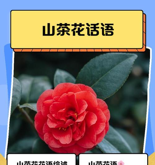 成熟的花寓意什么含义？成熟花朵的花语是什么？