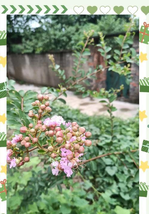 紫薇花的花语是什么意思？它象征着什么？