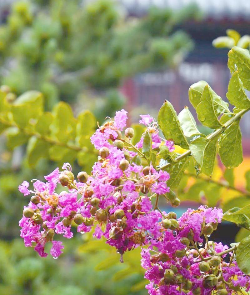 紫薇花的花语是什么意思？它象征着什么？