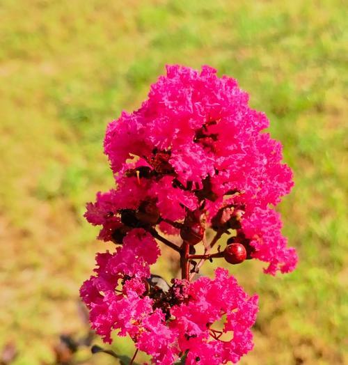 紫薇花的花语是什么意思？它象征着什么？