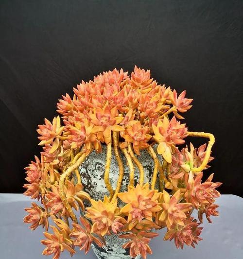 多肉植物有哪些花语？多肉的寓意大全是什么？