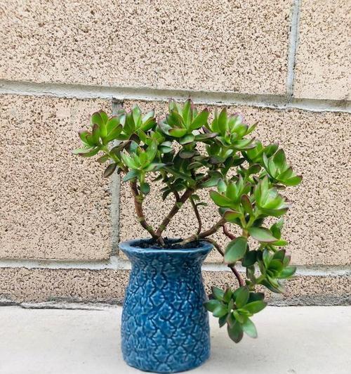 多肉植物有哪些花语？多肉的寓意大全是什么？
